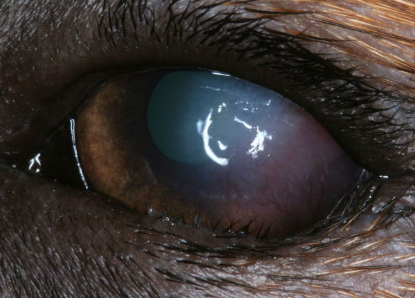 Eyelid: entropion keratitis - young dog