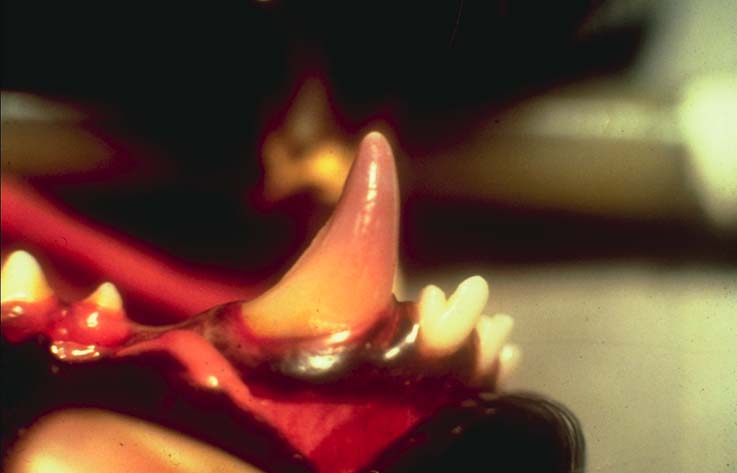 Teeth pulpal necrosis 01