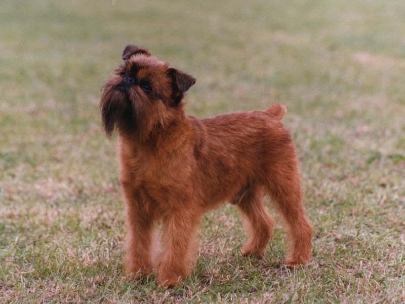 Griffon Bruxellois in Dogs (Canis) | Vetlexicon